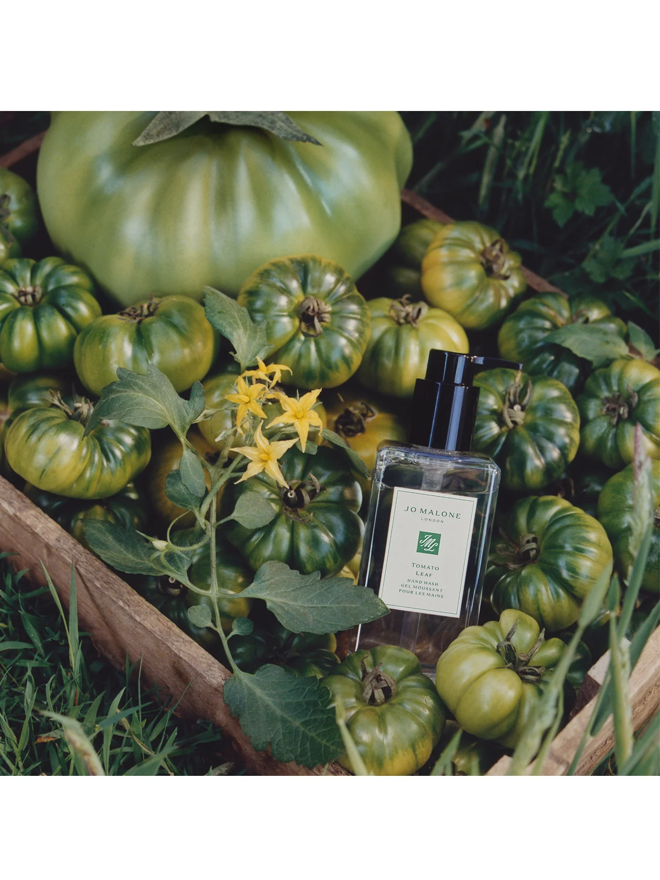 Tomato Leaf Hand Wash 250ml - Image 2